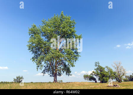 Pioppo nero (Populus nigra) tree in estate, specie di pioppi neri americani nativi di pioppo per l'Europa, a sud-ovest e in Asia centrale e Africa nord-occidentale Foto Stock