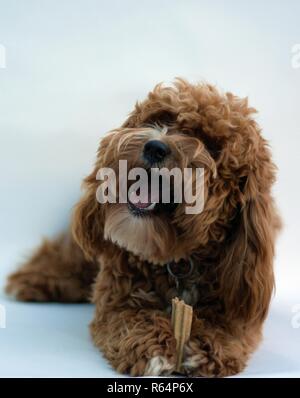 Splendida cucciola Cavapoochon comportandosi meravigliosamente in Studio Foto Stock