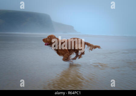 Un cocker spaniel scorre liberamente sulla spiaggia. Cornovaglia, Mawgan Porth, Foto Stock