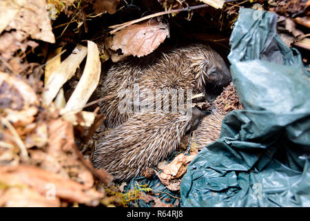 Unione riccio (Erinaceus europaeus) giovani in un nido in man-made casa hedgehog. Gli acari Hedgehog visibile tra le spine. Foglie e trascinare in plastica Foto Stock