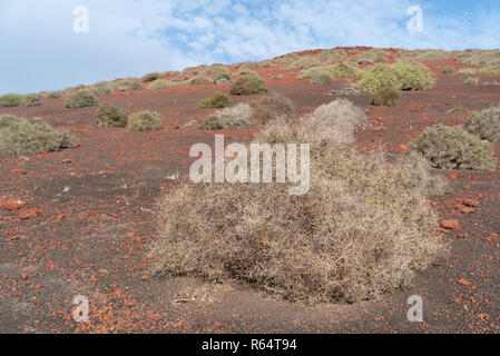 Piante che crescono nel deserto area vulcanica, Lanzarote, Isole Canarie, Spagna Foto Stock