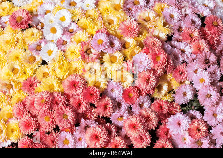 Un grosso mazzo di fiori di giallo, bianco, rosso e rosa crisantemi in autunno giornata di sole Foto Stock