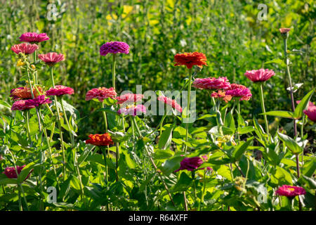 Vari fiori colorati di cynia nel giardino in una giornata di sole. Layout di fiori Foto Stock