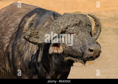 African buffalo ritratto Foto Stock