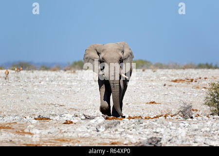 African bull elephant Foto Stock