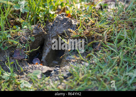 Piede di cervo stampa in umido di erba fangosa area intorno a un piccolo stagno a Pulborough brooks riserva rspb UK. Due alucce forte impressione grande punta sulla destra. Foto Stock