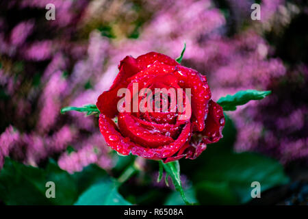 Close up perfetto di una rosa rossa con brillanti gocce di pioggia Foto Stock