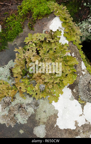 Lungwort lichen (Lobaria pulmonaria) sulla crescita su una roccia costiera sull'Isle of Mull, Scozia Foto Stock