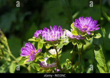 Gruppo di piccoli fiori viola: Callistephus chinensis Foto Stock
