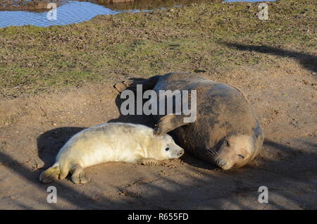 Madre spazzolatura o strofinarsi il neonato pup con la sua pinna teso, grigio colonia di foche, Donna Nook, Lincolnshire, Inghilterra, Regno Unito. Foto Stock