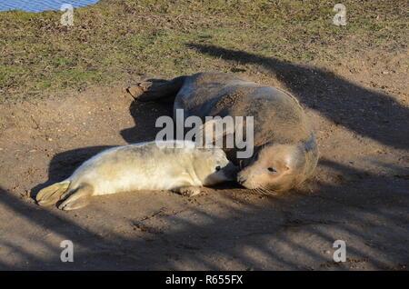 Madre spazzolatura o strofinarsi il neonato pup con la sua pinna teso, grigio colonia di foche, Donna Nook, Lincolnshire, Inghilterra, Regno Unito. Foto Stock