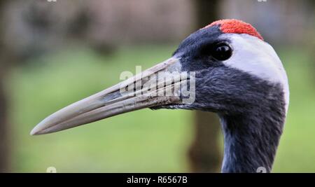 Un primo piano di un Rosso Crowned Crane Foto Stock
