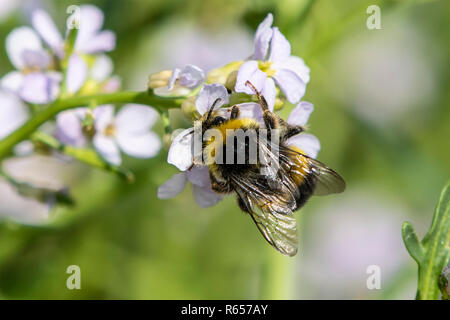 Nastrare bianco-tailed bumblebee, Bombus lucorum, sul mare impianto a razzo. Close up. Foto Stock