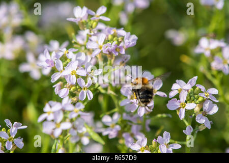 Nastrare bianco-tailed bumblebee, Bombus lucorum, sul mare impianto a razzo. Foto Stock