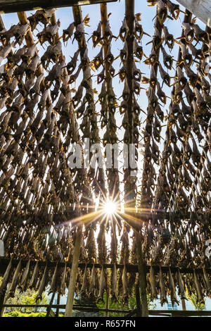 Split cod. pesci di essiccazione al sole su scaffalature di legno nella città di Reine, Isole Lofoten in Norvegia. Foto Stock