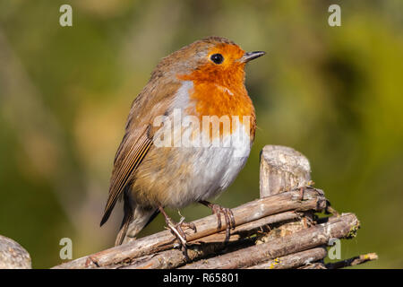 Robin su una recinzione Foto Stock