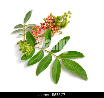 Schinus terebinthifolia o peppertree brasiliano, aroeira o pepe rosa, di latifoglie Pepper Tree, wilelaiki o wililaiki, Christmasberry e Florida H Foto Stock