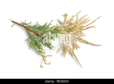 Tamarix o tamerici, sale cedro isolato su bianco. Foto Stock