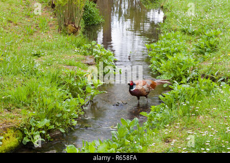 Fagiano maschio rovistando su un prato di fiori selvaggi da un piccolo torrente, in una campagna inglese, in un giorno di estate . Foto Stock