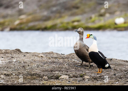 Re eider, Somateria spectabilis, coppia di allevamento del piumaggio a Longyearbyen, Spitsbergen, Norvegia. Foto Stock