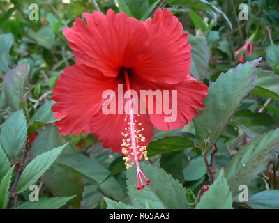 I fiori di ibisco in diversi colori Foto Stock