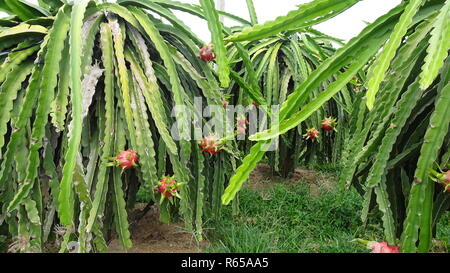 Dragon frutta con frutti maturi Foto Stock