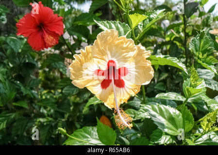 I fiori di ibisco in diversi colori Foto Stock