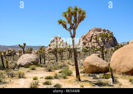 Alberi di Joshua, cactus, fiori selvatici, e massi nel deserto paesaggio del Parco nazionale di Joshua Tree in primavera Foto Stock
