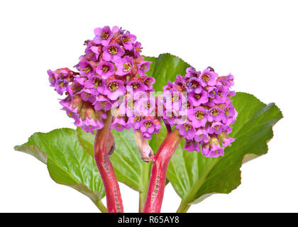 Bergenia crassifolia. Nomi comuni per le specie comprendono cuore-lasciava bergenia, heartleaf bergenia, pelle bergenia, inverno-blooming bergenia, elep Foto Stock