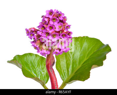 Bergenia crassifolia. Nomi comuni per le specie comprendono cuore-lasciava bergenia, heartleaf bergenia, pelle bergenia, inverno-blooming bergenia, elep Foto Stock