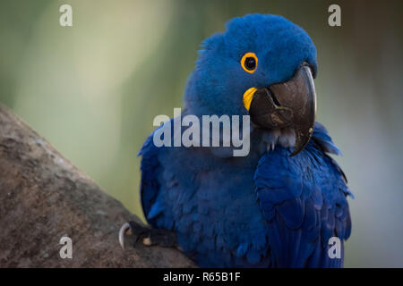 Close-up di Ara Giacinto appollaiato sul ramo Foto Stock