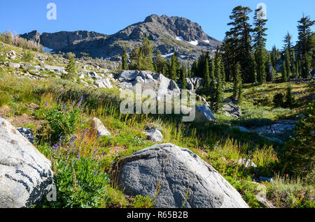 Prato alpino con fiori selvaggi e massi di granito sotto un elevato picco di montagna in California della Sierra Nevada Foto Stock