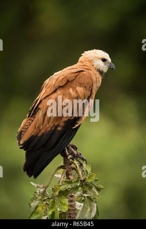 Black Hawk a collare in profilo appollaiato sul moncone Foto Stock