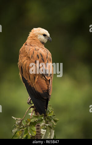 Black Hawk a collare appollaiato sul moncone rivolto verso destra Foto Stock