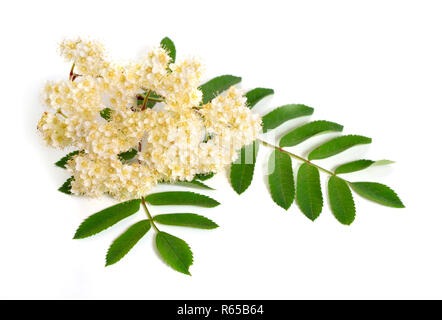 Sorbus aucuparia fiori isolati su sfondo bianco. Foto Stock