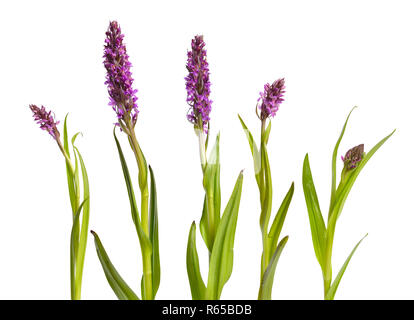 Dactylorhiza majalis, western marsh orchid, di latifoglie orchidea palustre, ventola orchid, comune marsh orchid, o irlandese orchidea palustre. Isolato su bianco backg Foto Stock