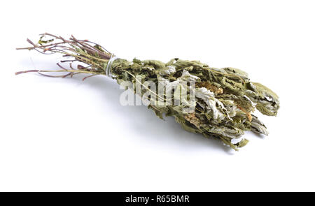 Erbe officinali essiccate materie prime isolato su bianco. Filipendula ulmaria, comunemente noto come olmaria o mead wort Foto Stock