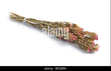 Erbe officinali essiccate materie prime isolato su bianco. Centaurium (Centaury) Foto Stock