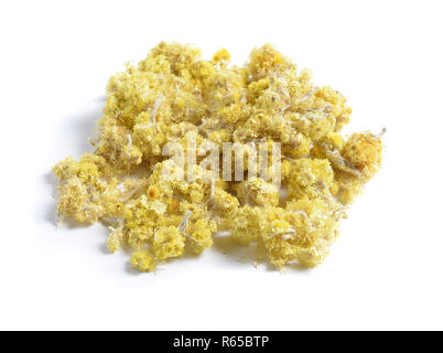 Erbe officinali essiccate materie prime isolato su bianco. Fiori Helichrysum arenarium è anche noto come dwarf everlast, e come immortelle Foto Stock