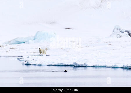 Un adulto di orso polare, Ursus maritimus, in distanza sulla molla ghiaccio veloce sulla costa occidentale di Wilhelmøya, Svalbard, Norvegia. Foto Stock