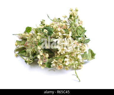 Erbe officinali essiccate materie prime isolato su bianco. Flowerr di Amelanchier, noto anche come shadbush, shadwood o shadblow, serviceberry o sarvisber Foto Stock