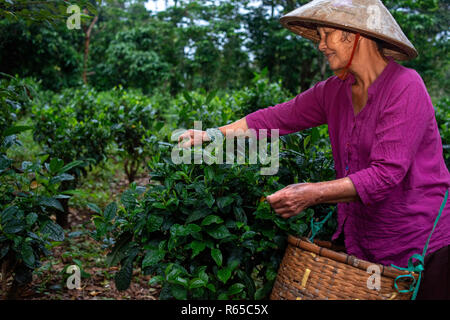 Donna che lavorano in una piantagione di caffè. Kalium Bolaven Plateau vicino a Pakse. Provincia di Champassak. Laos Foto Stock
