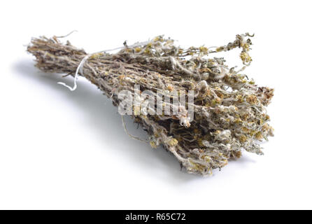 Erbe officinali essiccate materie prime isolato su bianco. Gnaphalium uliginosum o marsh cudweed Foto Stock