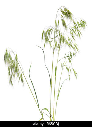 Bromus copernicia, noto come depressione brome cheatgrass o. Isolato. Foto Stock