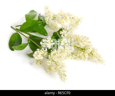 Ligustro pianta con i fiori. Isolato su sfondo bianco. Foto Stock