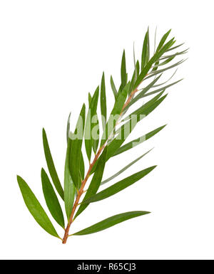 Melaleuca tea tree ramoscello. Isolato su sfondo bianco. Foto Stock