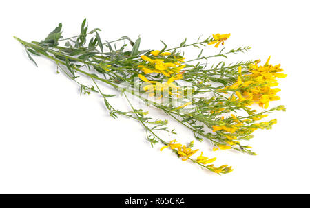 Genista tinctoria, dyer s greenweed o dyer la scopa. Isolato su sfondo bianco. Foto Stock