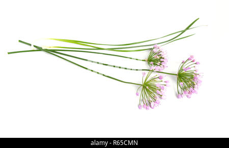 Prato selvatico cipolla fiori isolati su sfondo bianco. Foto Stock