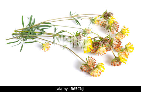 Giallo Anthyllis fiori isolati su sfondo bianco. Foto Stock