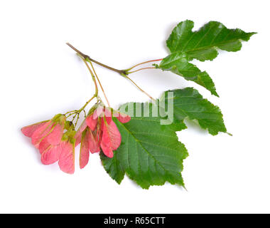 Acer tataricum, tartara o acero Tatarian maple. Isolato su bianco Foto Stock